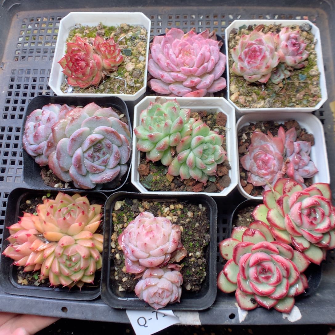 无花朵Q71。 yyyyyyyyyy