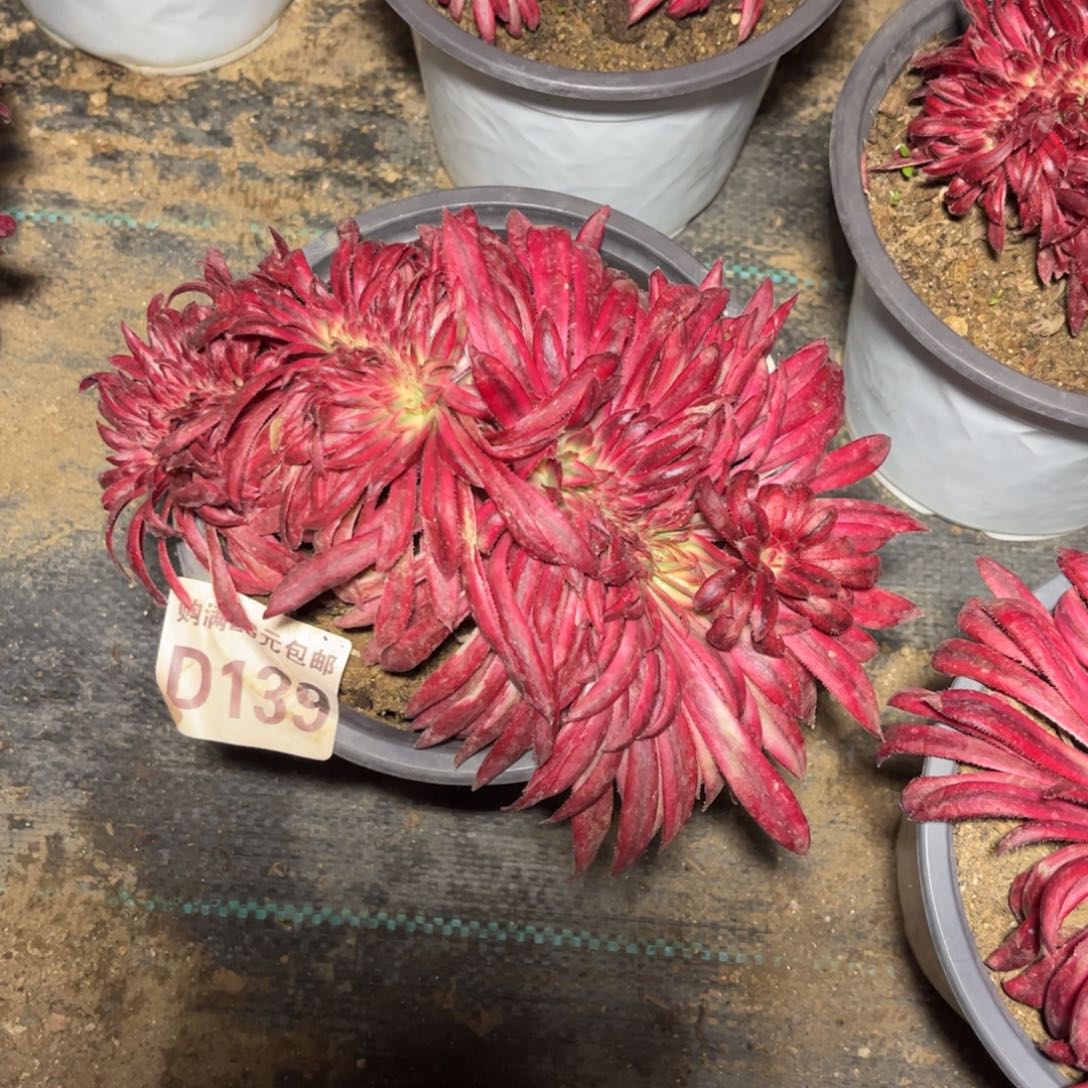 139多肉植物朱雀缀化