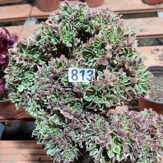 香***兰多肉植物一个白凤813