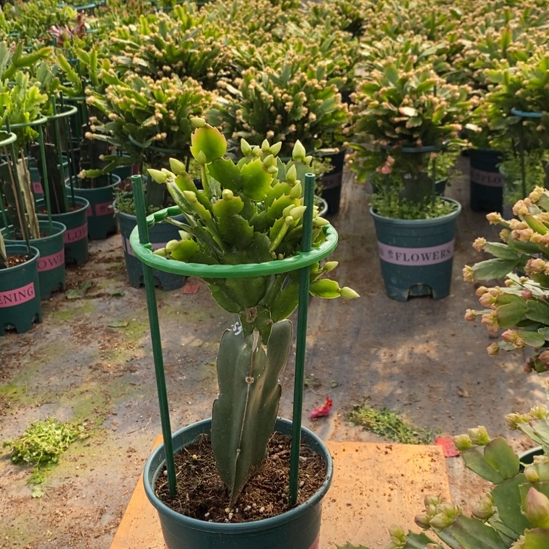 安***在当前无花朵，栽培后可花朵086白重