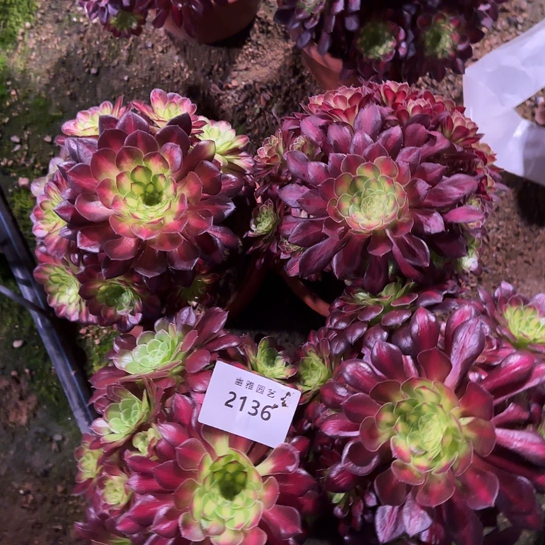 多肉植物冰铜2136