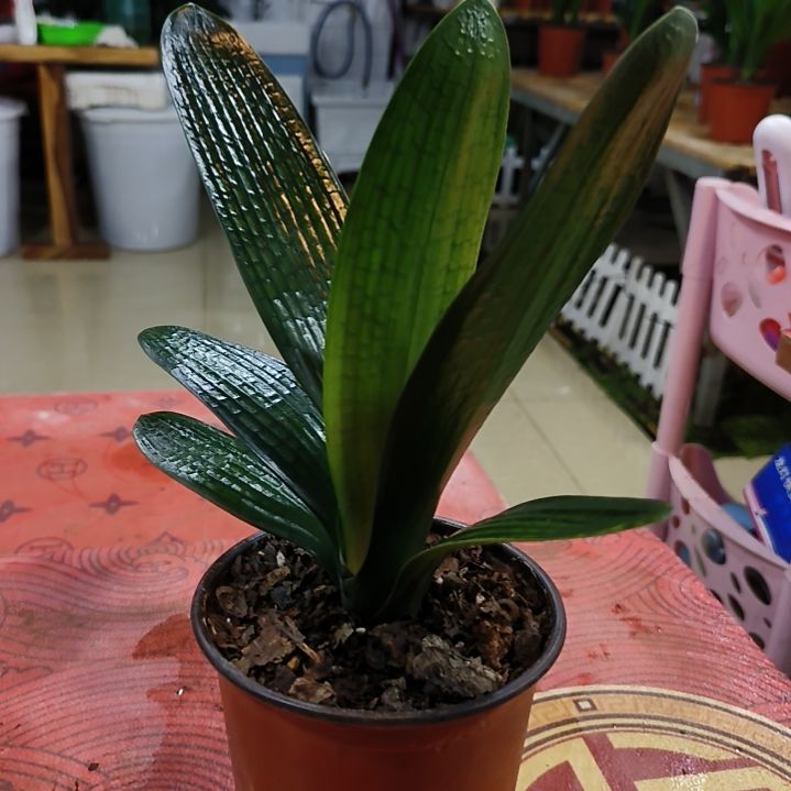 完全开放“鑫子兰苑”杜杜