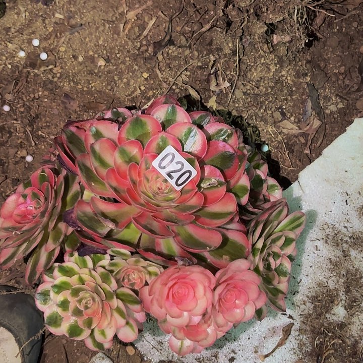 020半糖荔枝多肉植物不售后