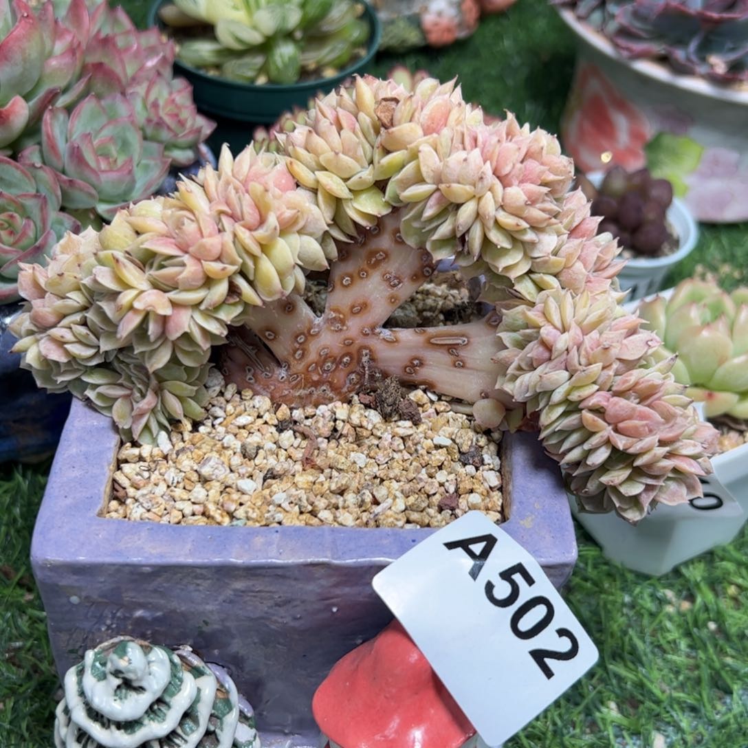 502 满38元包邮多肉