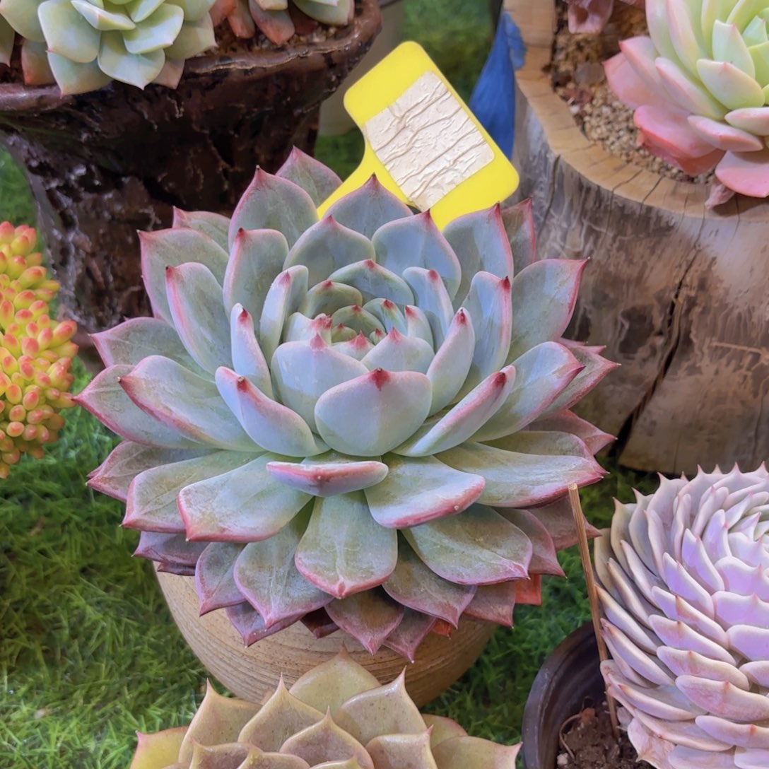 X***～云南金致家精品多肉