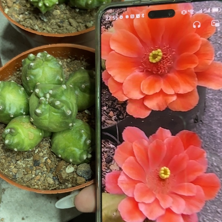 仙人球新品橙花桃太郎