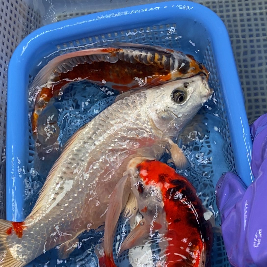 锦鲤冷水锦鲤包邮