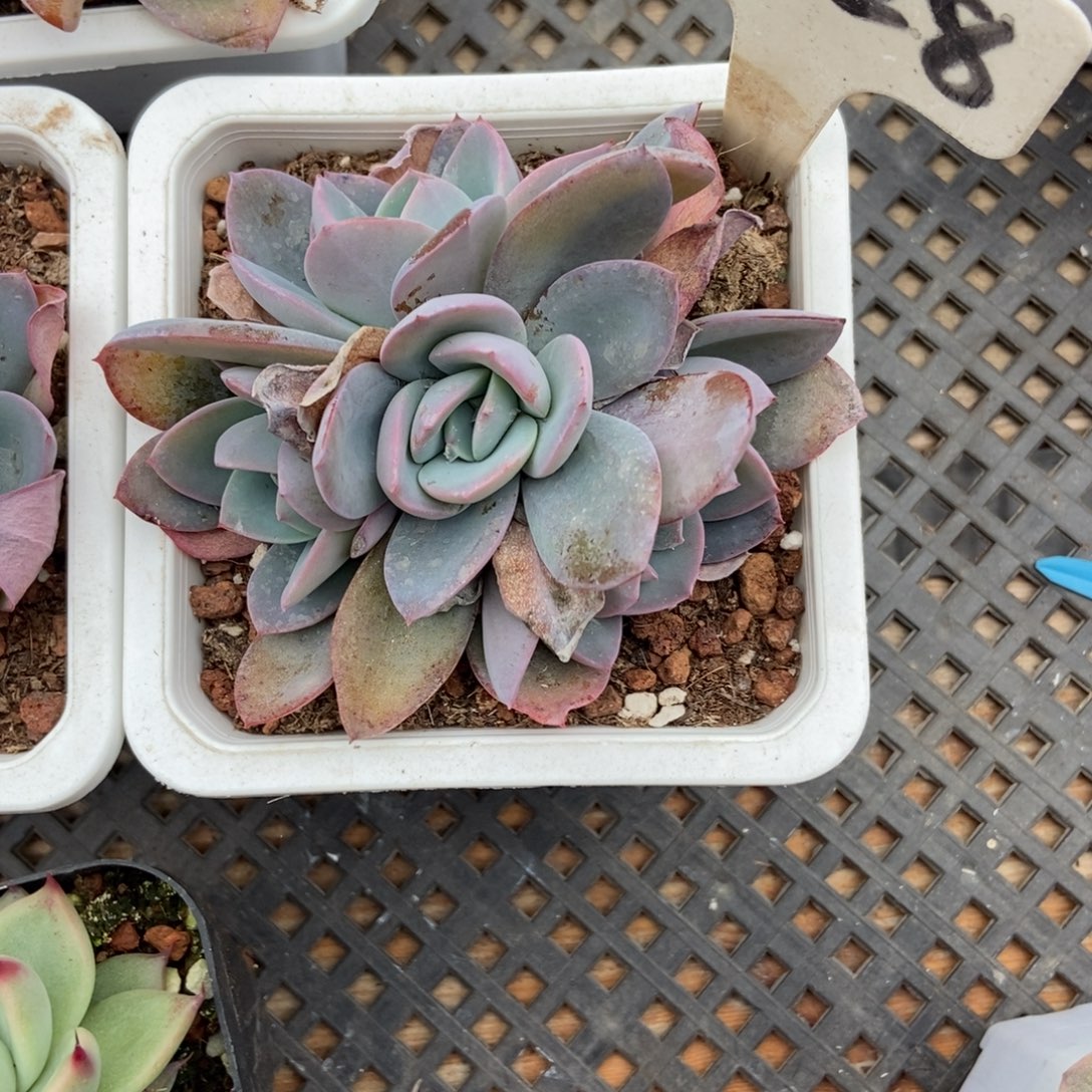 ****O2028布鲁蓝多肉植物