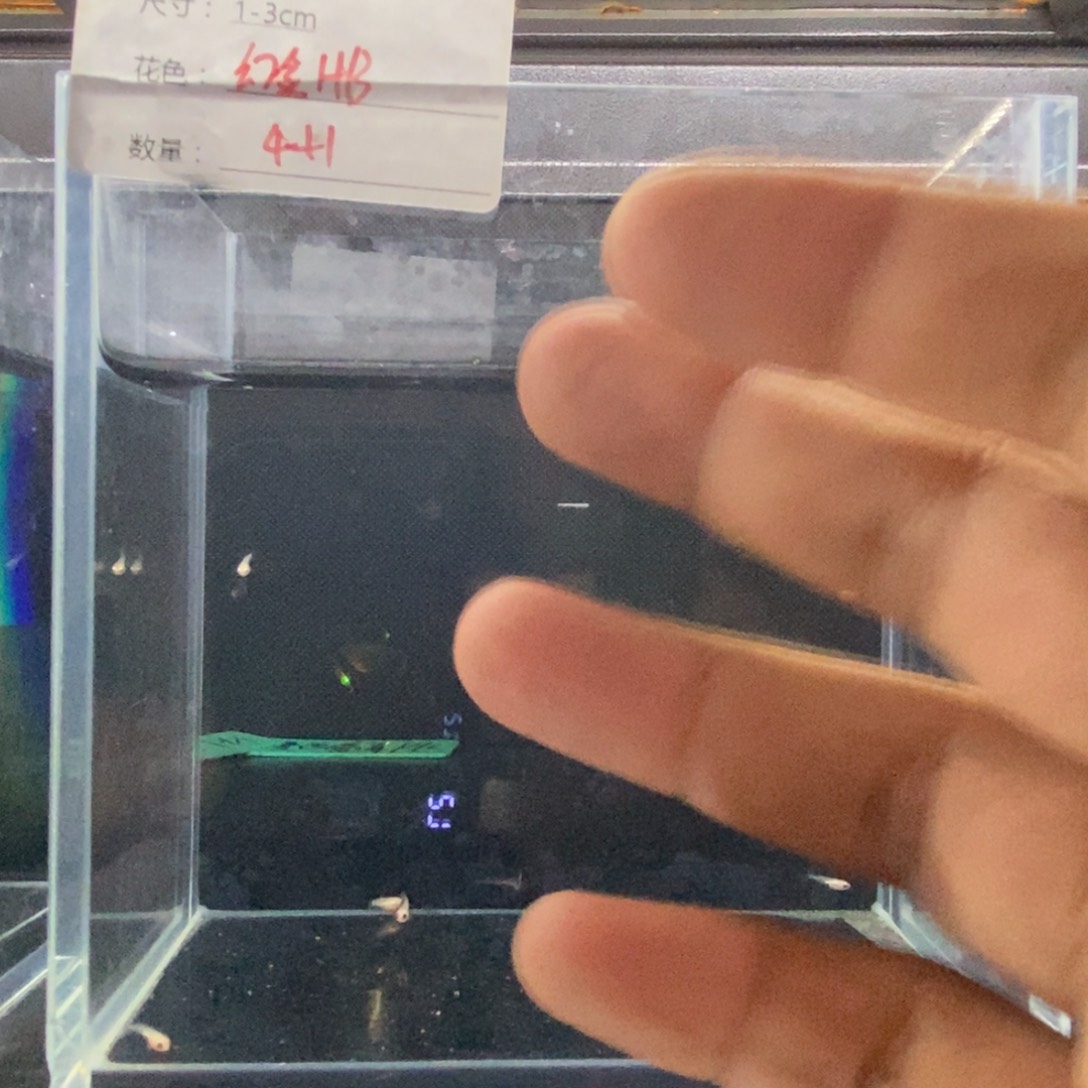 斗鱼包活不包损所见即所得049