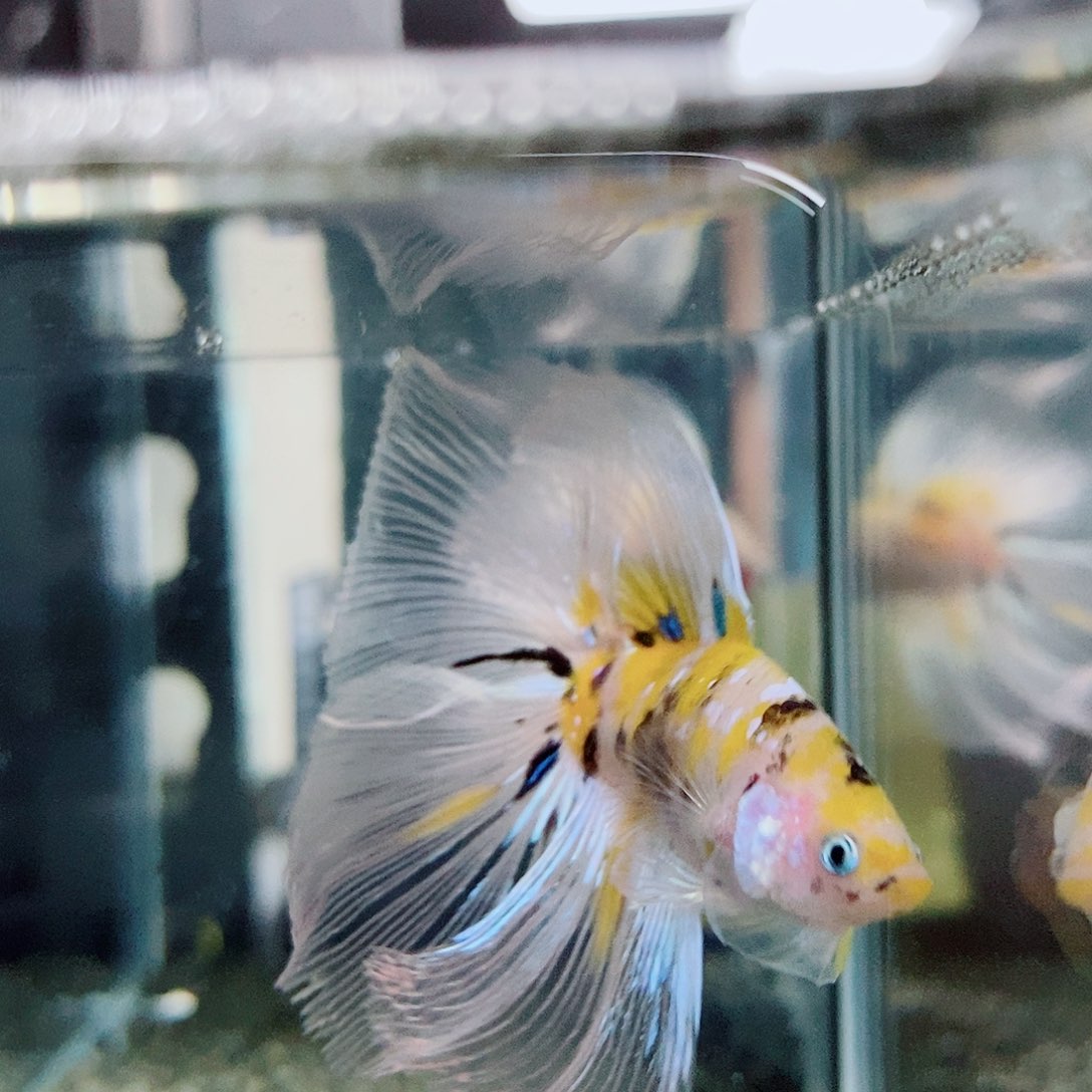 斗鱼黑109号a a a a a