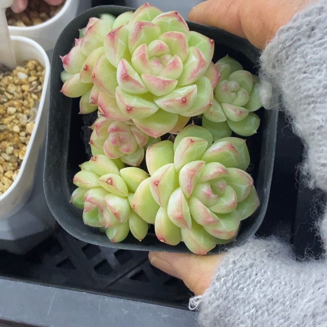 精品多肉一物一拍不包整146