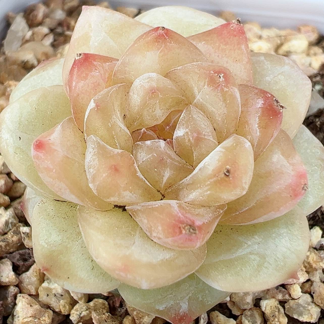 【闪购商品】121号哈哈哈哈哈