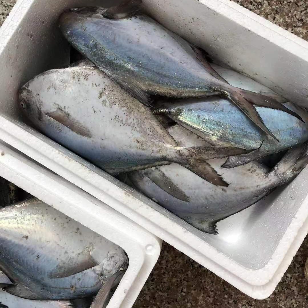 【海捕银鲳鱼】冻发  海捕纯野生大鲳鱼 扁鱼 平鱼 顺丰发货