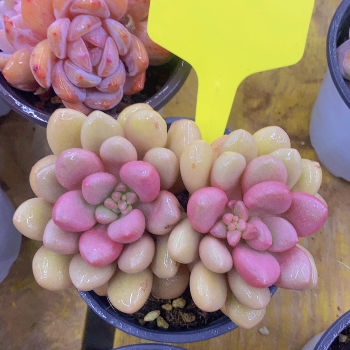 多肉植物，开心多肉