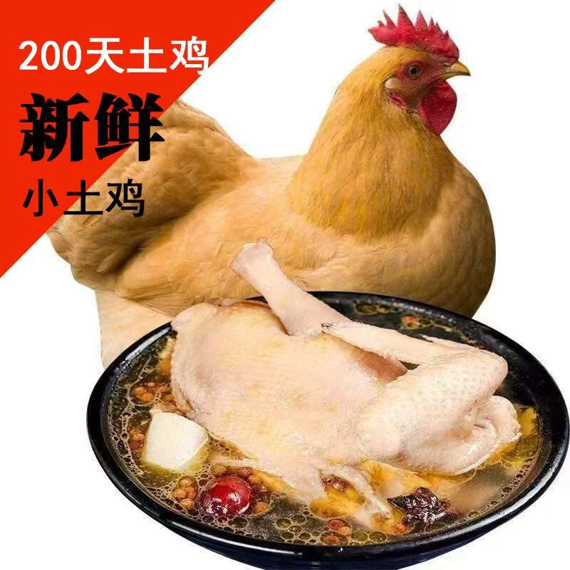 【清远麻羽鸡12只】单只半斤左右发货 新鲜美味整鸡好吃不贵