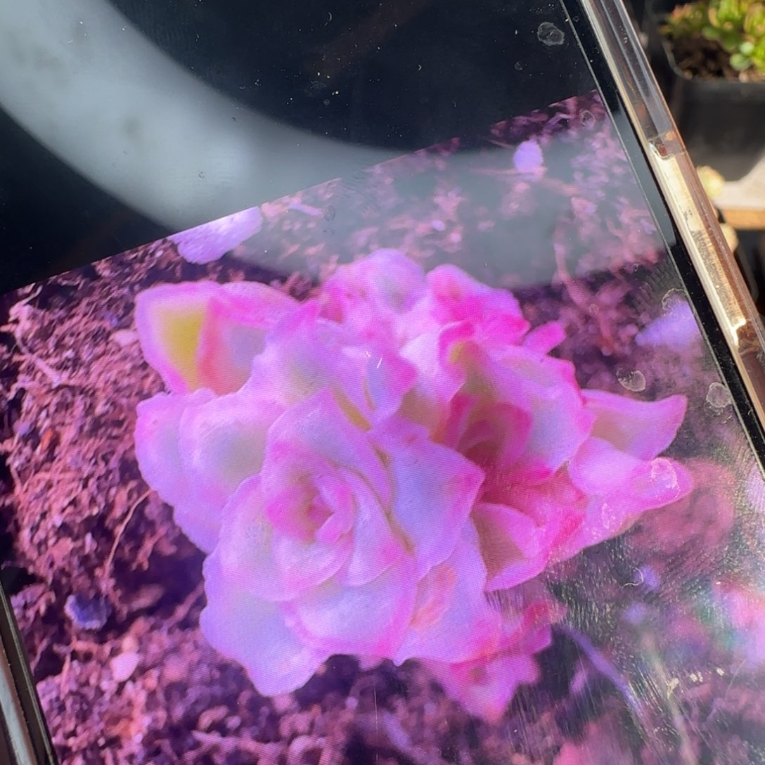风***丽L578半城玫瑰秋夕锦