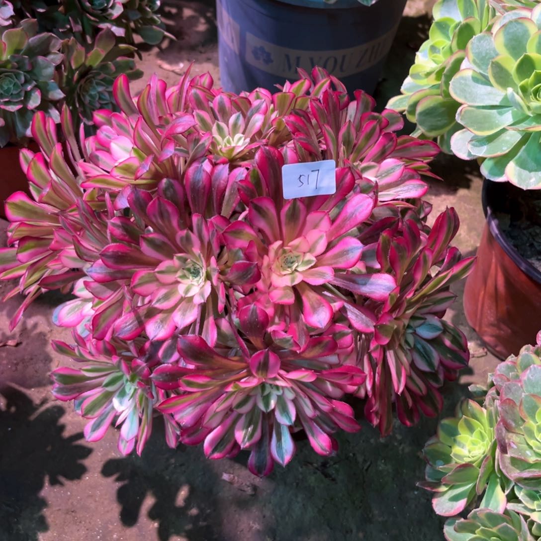 多肉植物红童517