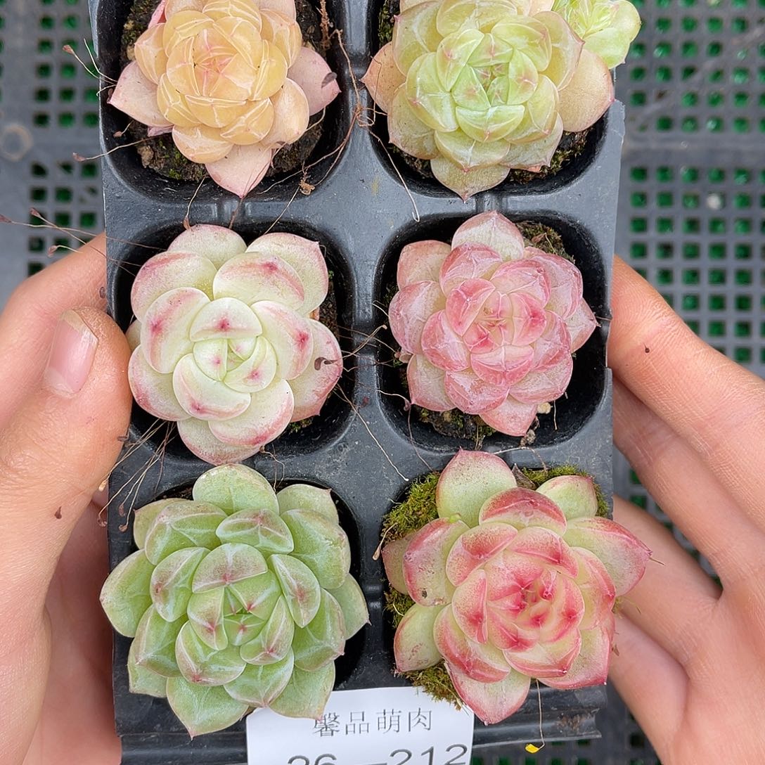 多肉一物一拍26-212