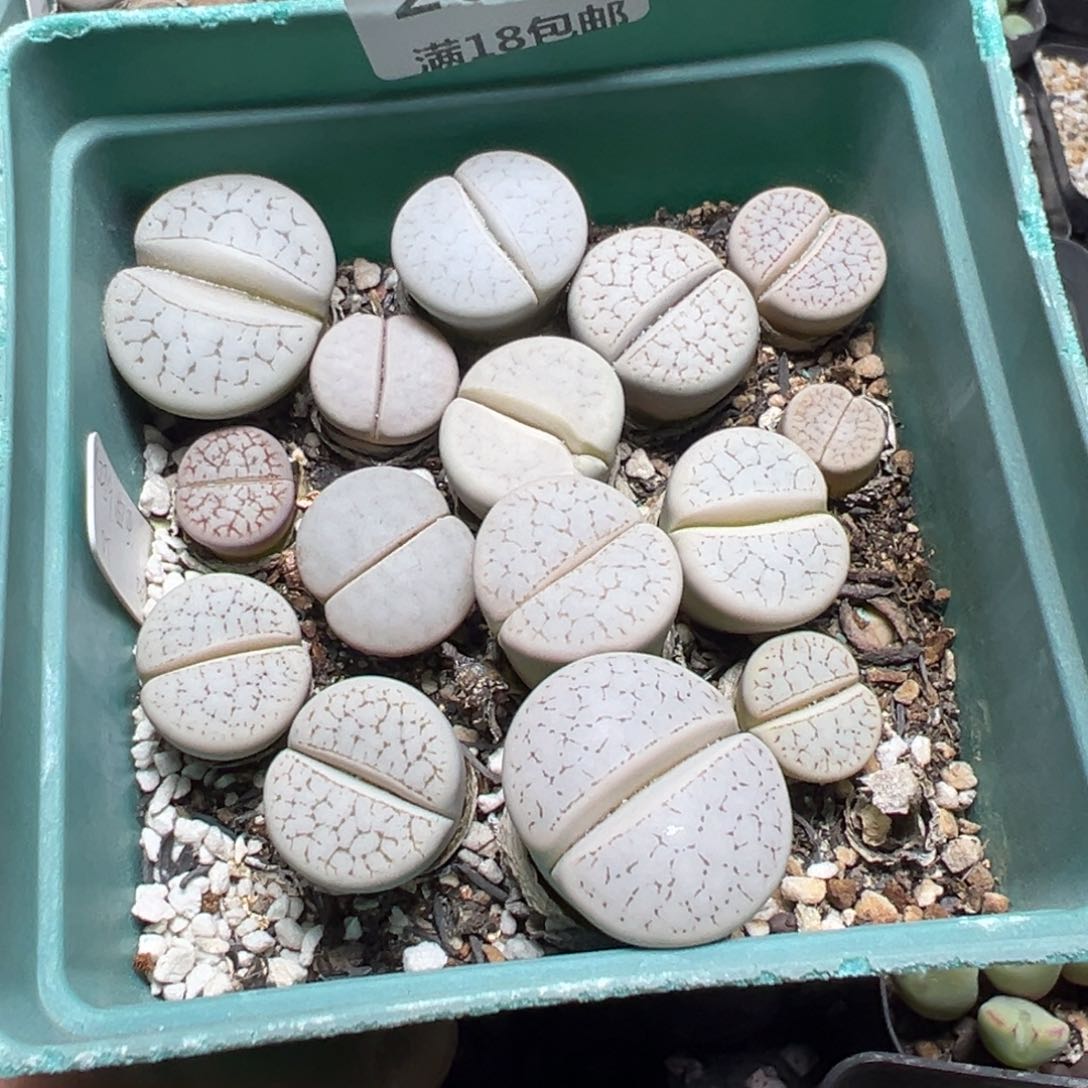 【闪购商品】 267。      