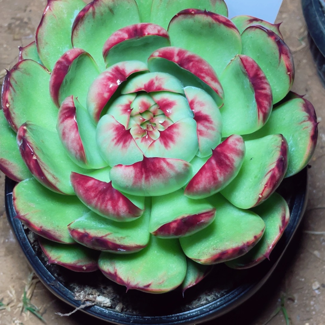 谢***菊惊鸿仙子5一物一拍