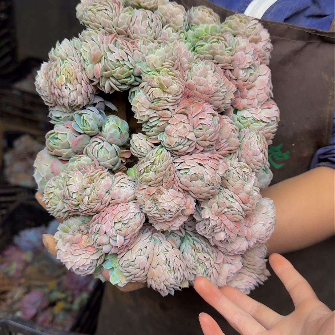 S***L贝瑞缀化 一颗 不包损8507