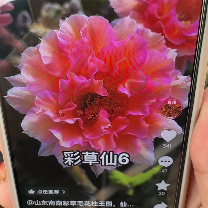 254彩草仙6歪3公分左右无根侧牙，20包邮