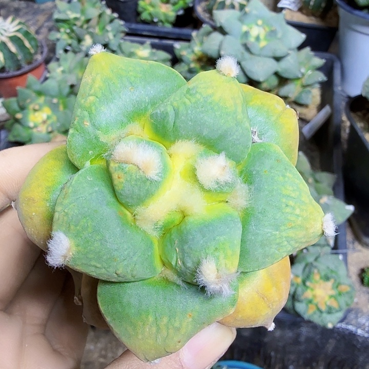 无花朵555丸叶青瓷牡丹锦