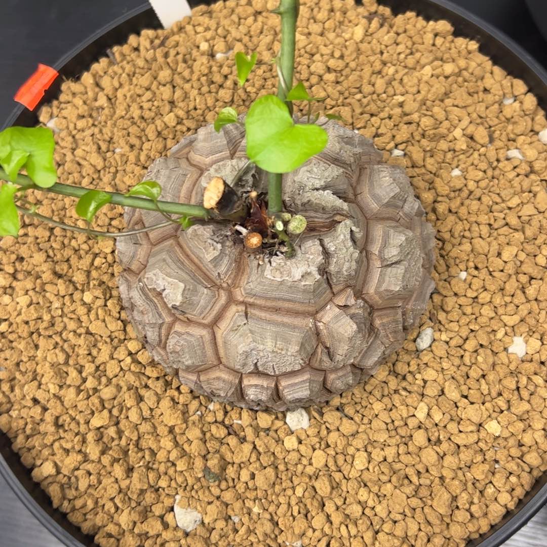 精品盆栽养定的龟甲龙172号