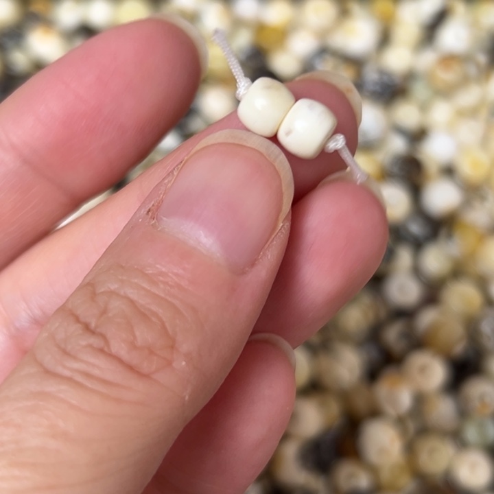 蜜蜡未镶嵌裸石6.1mm一对