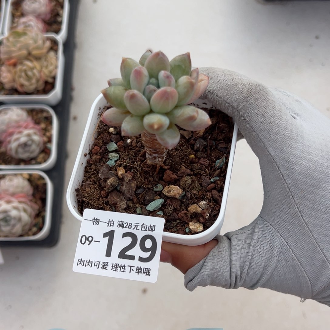 三色美人多肉多肉多肉