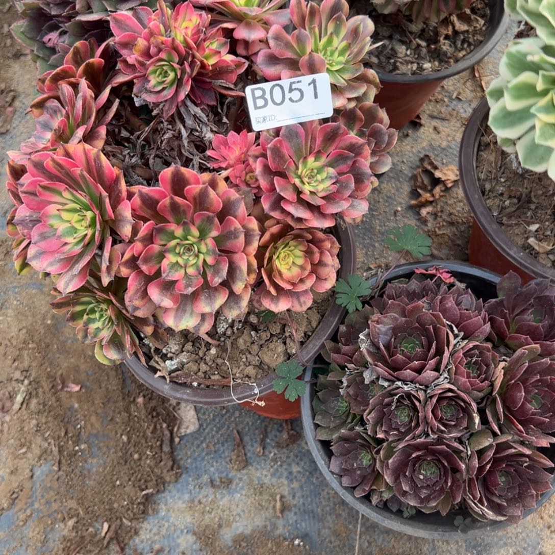 051五颗组合多肉植物法师