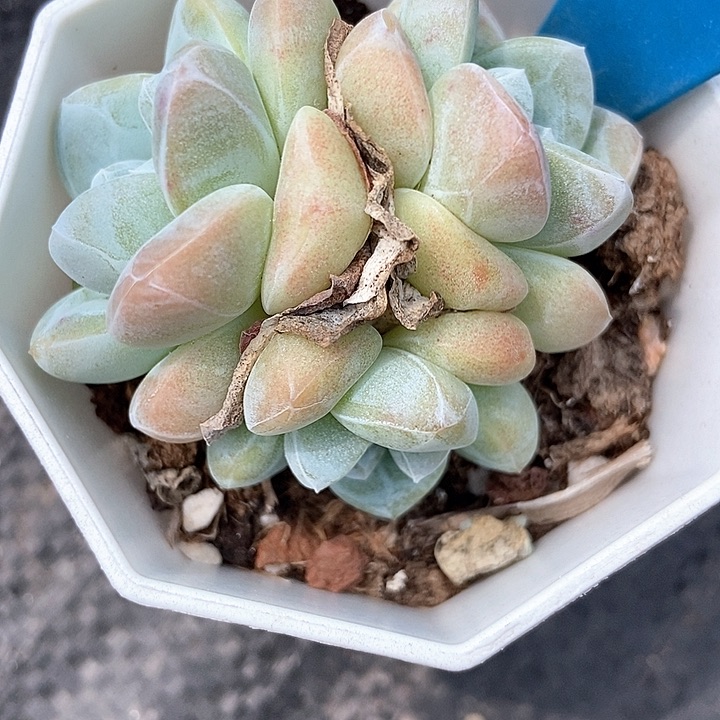 多肉植物冰玉群860多肉