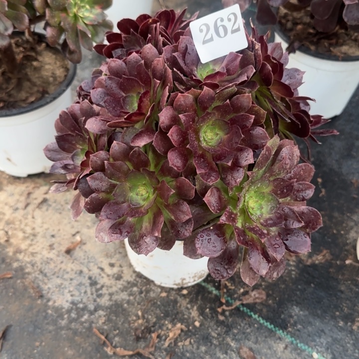 262两单包邮黑魔。        