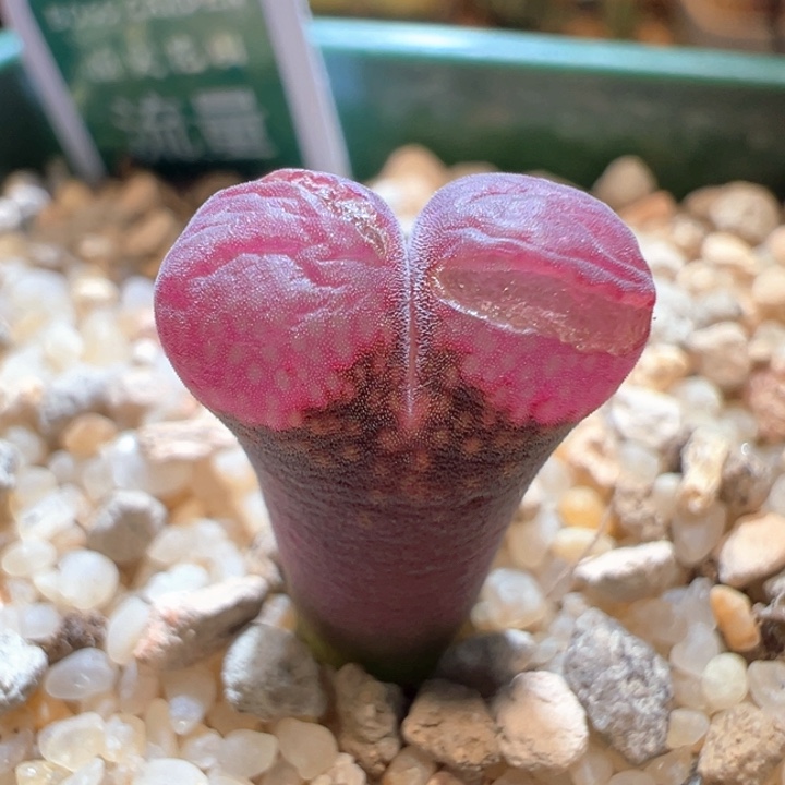 183。2年独家流量密码。开白花。倍儿紫红 