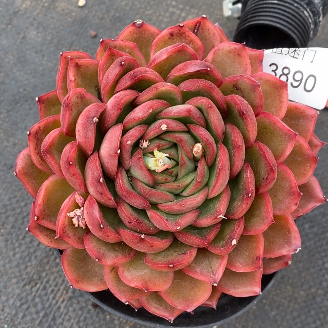 杂交精品多肉3890~12厘米