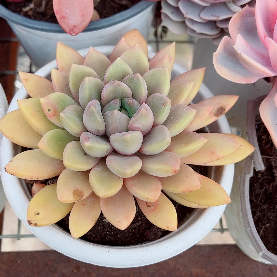 黄金象牙大单头精品