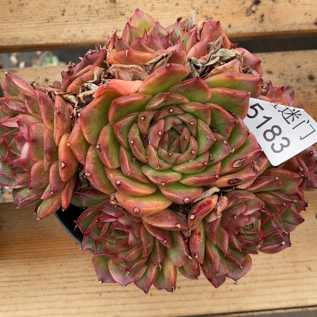 对***…杂交精品多肉5183~13厘米