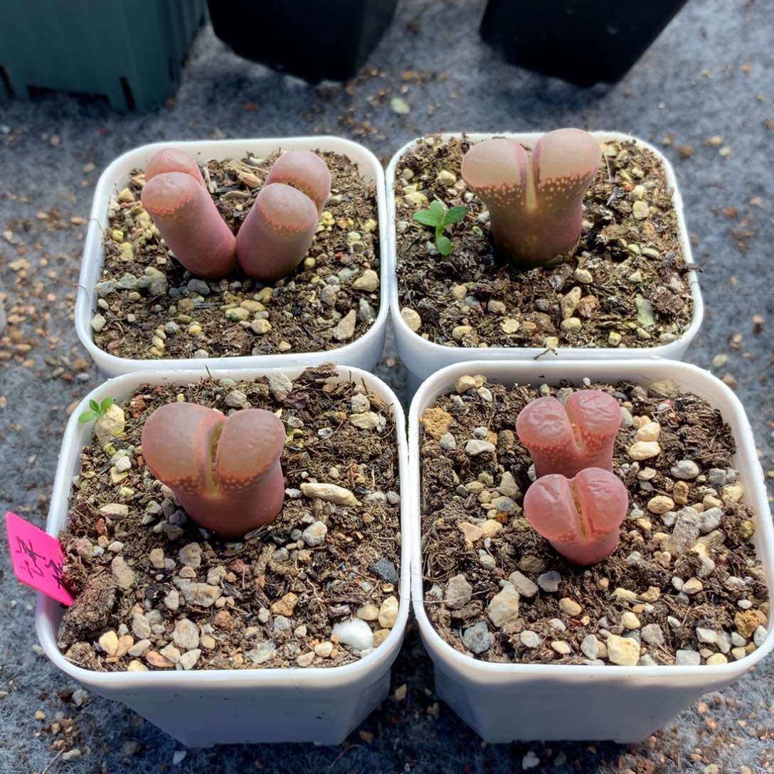 ?****?600福利母本四颗