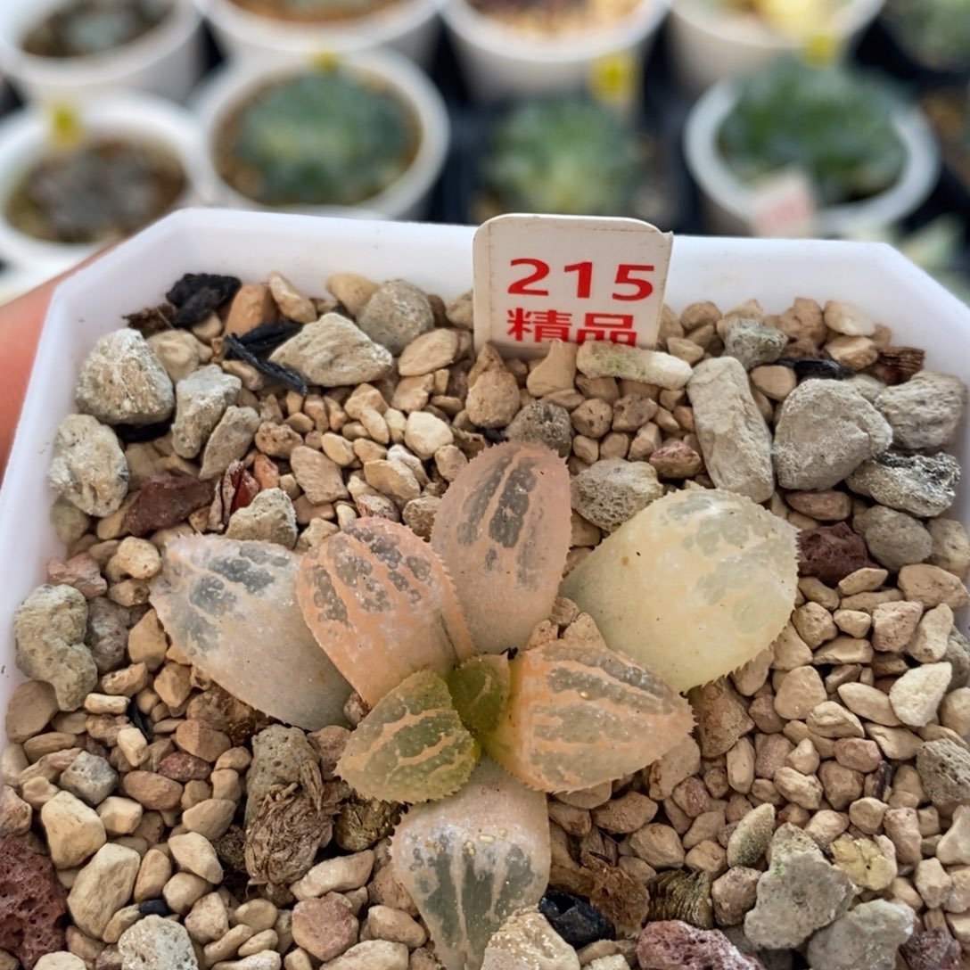 不开花植物215具味城