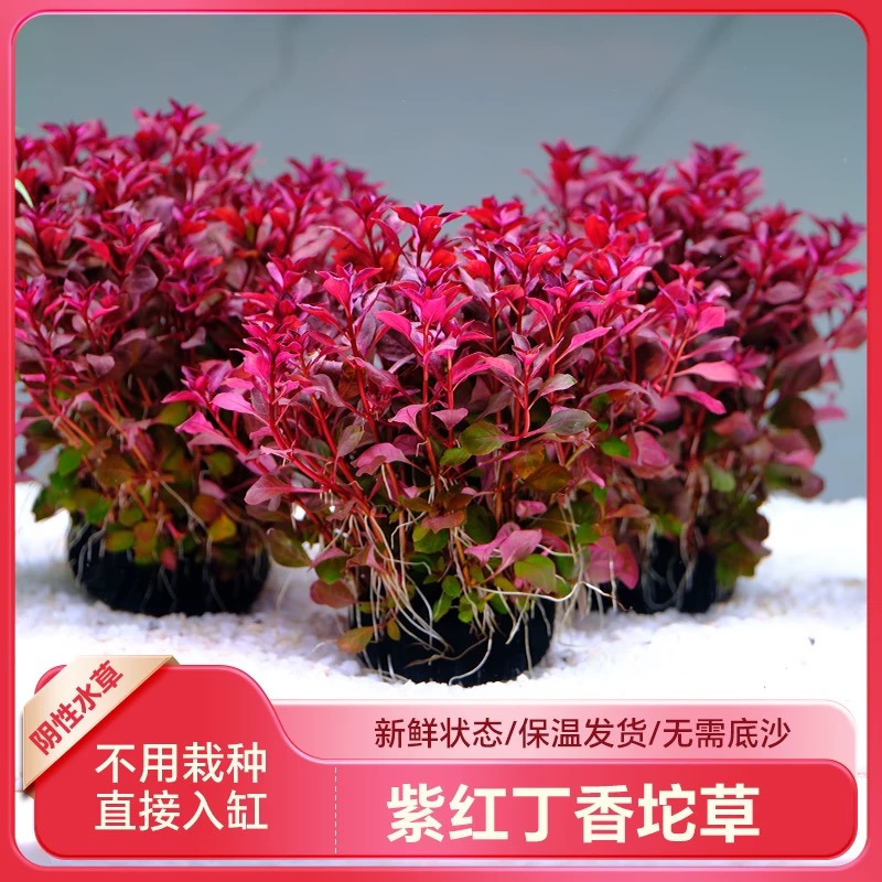 火焰丁香|紫红丁香 红色阴性新手水草 无需底沙 