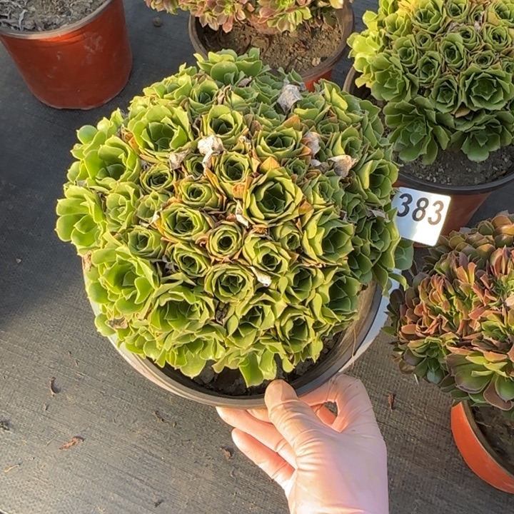 多肉植物绿朵朵383