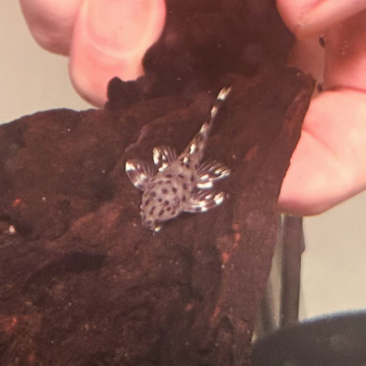 老鼠斑底栖鱼异型鱼