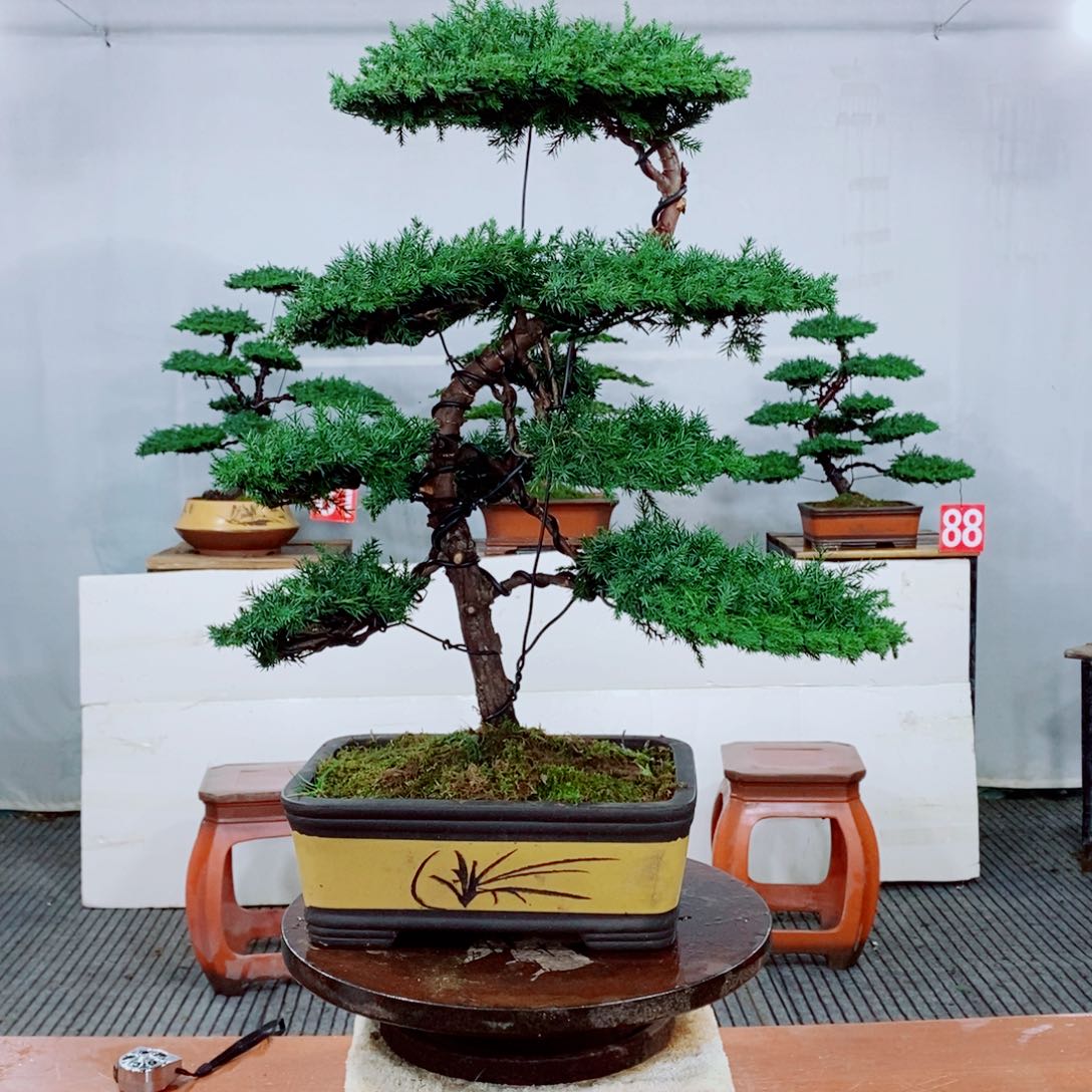 原生龙爪松盆景盆栽