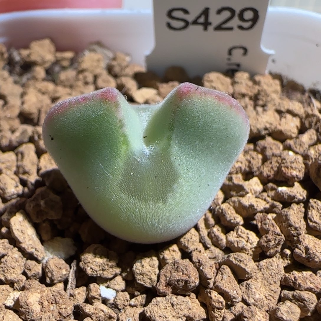 肉锥多肉植物组合-ap空蝉150