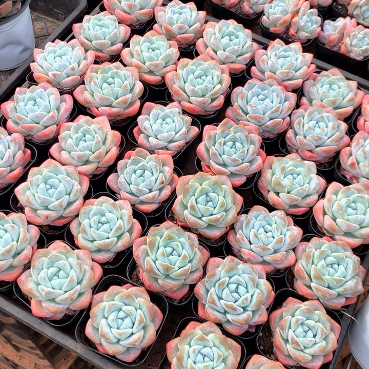 单暗纹冰玉带盆土3颗两单包邮