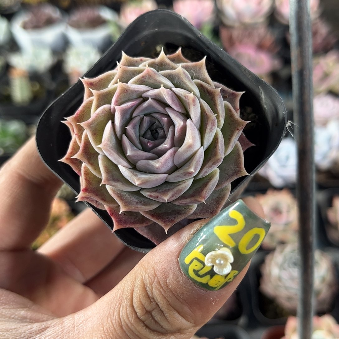 2号植物单头发货有根发货