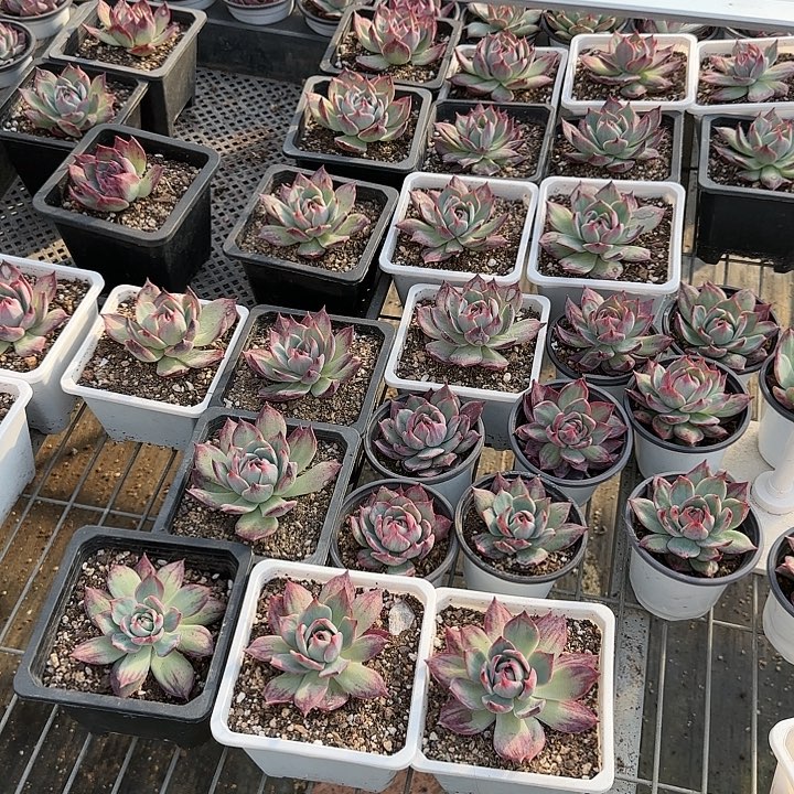 简***82、100，70 惊鸿仙子多肉植物6-9cm