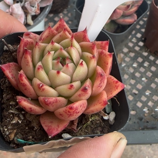 224杂一物一拍多肉