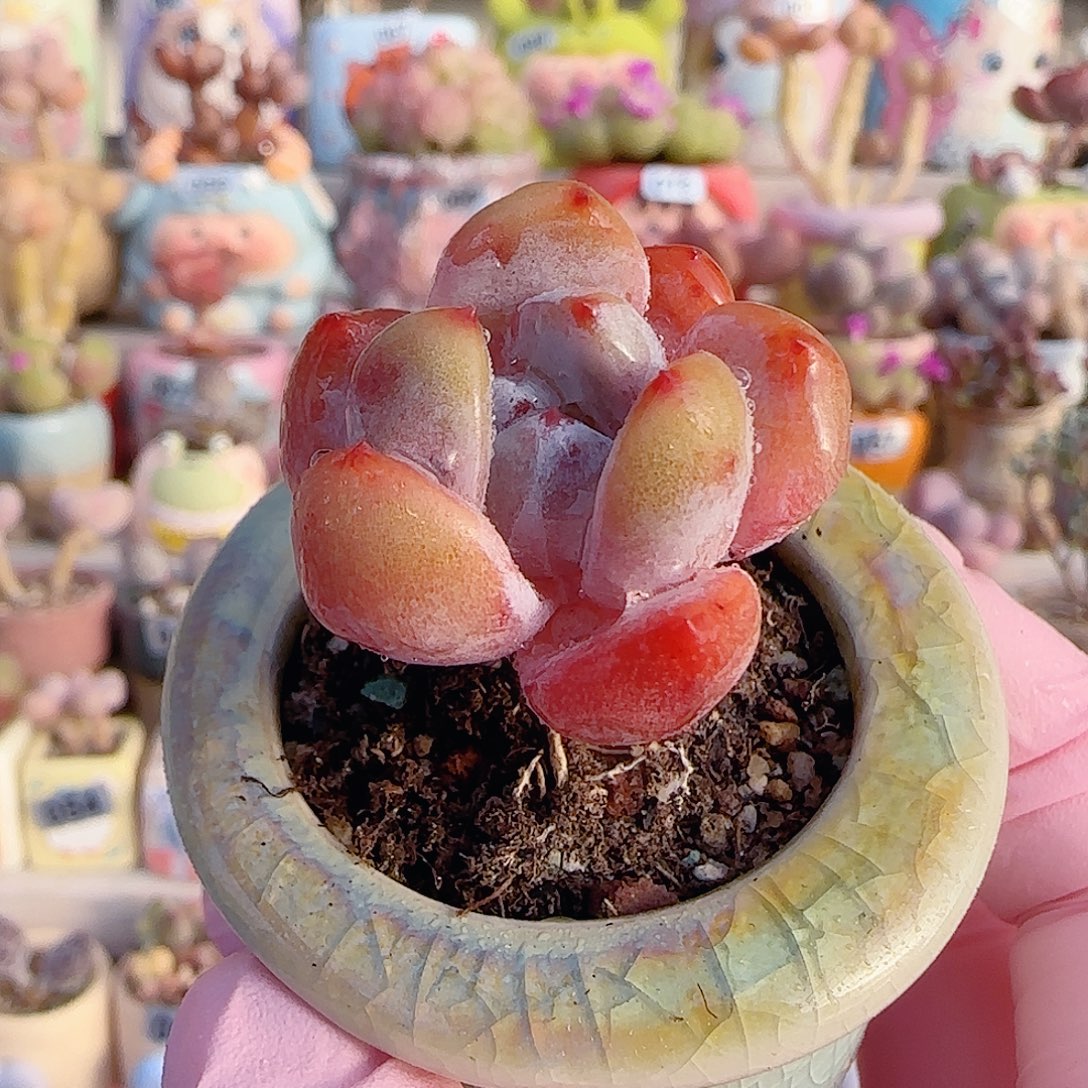 福利厚叶小脸橙子 盆口3cm