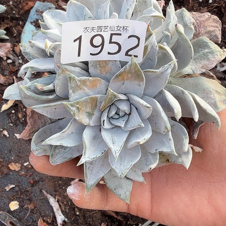 3代杂交新品仙女杯多肉瑕疵